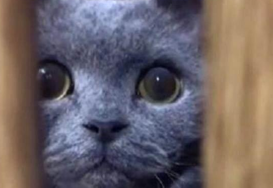 猫太黏人，网友表示，养了蓝猫就像养了一个移动的摄像头，没隐私