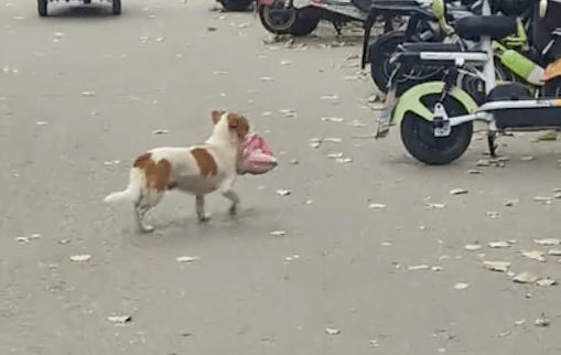 男生点的外卖被一只狗狗叼走了，边追边叫学长停下，它却越跑越快 
