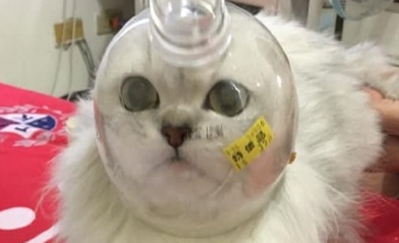 猫咪剪指甲总是不配合，于是罩住它的小脑袋后，猫：我被封印了吗