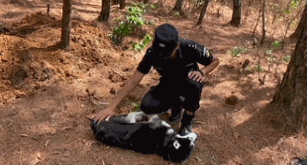 火遍全网的“警犬二哈”突然离世，特警：它是被人害死的！
