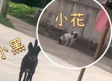 宝贝爱女柯基被村里潦草的狗子霍霍了，生娃堪比开盲盒~