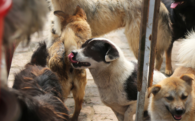 专家称应对无主流浪犬集中收容、无害化处理