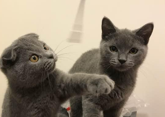 朋友养了两只英短蓝猫，竟然连女朋友都不想找了！