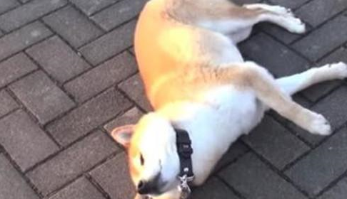 不要带柴犬出家门，出去很容易，回家时能让主人绝望