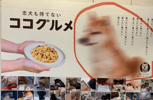 狗子拍摄美食广告，馋到模糊！看了成片笑晕... 