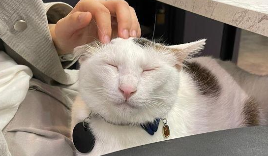 只要一入冬，这虎斑猫就会躺遍全公司女同事的大腿！