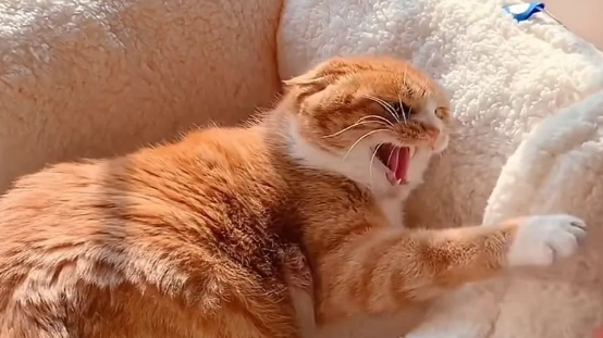 铲屎官养了一只暴脾气的橘猫，13年以来天天都被橘猫“暴揍”