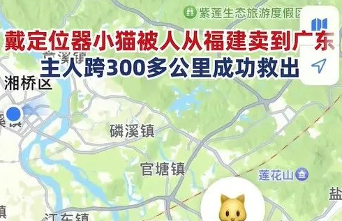 主人跨省追猫300公里，差点就失去小橘子！