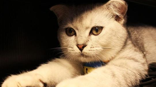 给虎斑猫准备了一件衣服，穿上后秒变傲娇小公主，萌感剧增