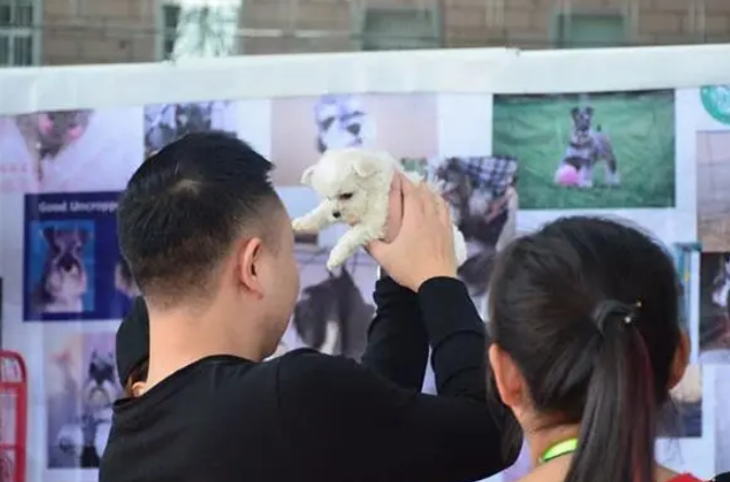 宠物精养化成趋势 消费升级带动徐州“萌经济”