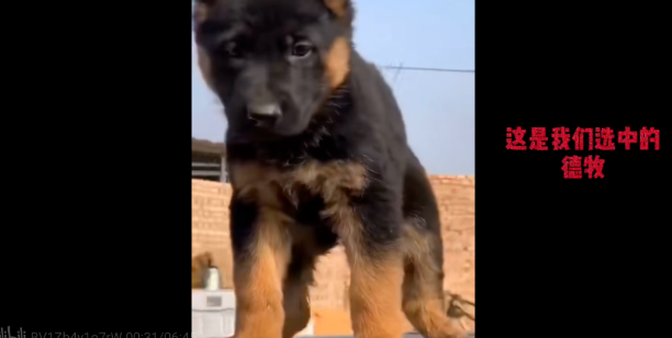 火遍全网的“警犬二哈”突然离世，特警：它是被人害死的！
