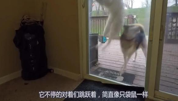 哈士奇被关门外以为被抛弃，开始犯二，真是傻狗！