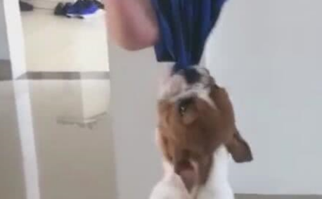 小狗咬住主人裤腿，忍耐力爆棚，主人大赞比马犬牛！