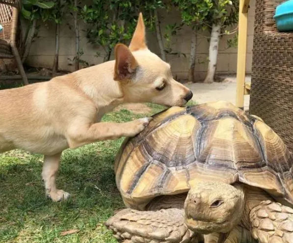 狗狗每天都会送礼物给它最好的乌龟朋友，然而对方……