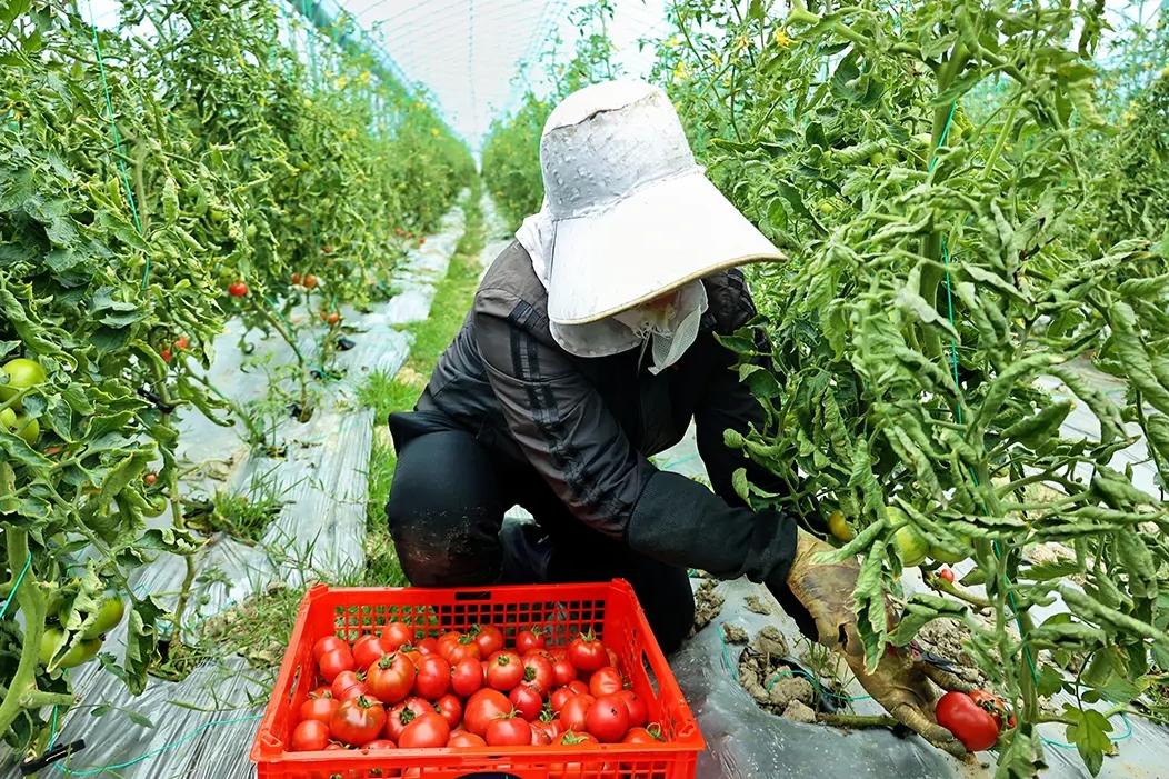 春果上市！草莓西红柿、七彩西红柿你吃过吗？