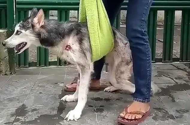 哈士奇被塞狭小狗笼，长期蜷缩致瘫痪！获救后暖妈耐心陪它做复健