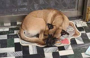 耳机突然消失，爱犬开飞机耳变心虚小海豹，嘴巴一开奴才傻眼！ 