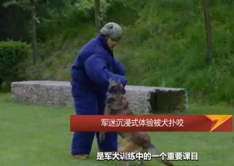 军迷当“悍匪”扮“人质”，探秘奶萌幼犬的逆袭之路......
