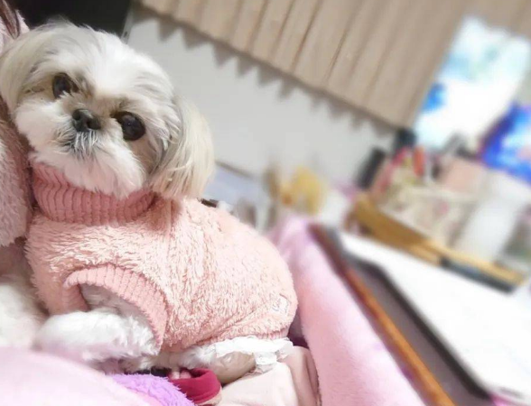 西施犬以为要出去玩，可到达目的地吓到炸毛：放我回家！