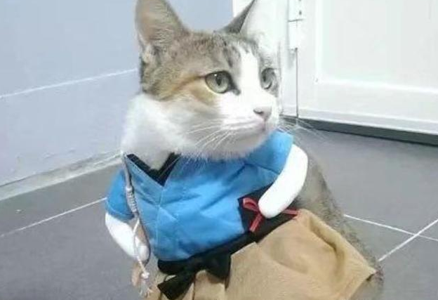 给虎斑猫准备了一件衣服，穿上后秒变傲娇小公主，萌感剧增