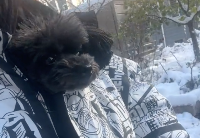 主人抱小狗门口看雪，狗被冻到瑟瑟发抖，网友：传说中的冻成狗？