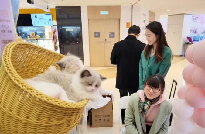 宠物经济火爆的原因