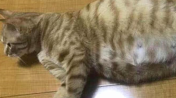 橘猫妈妈生下宝宝，猫爸爸来家里探望，当看清宝宝样子后无语了