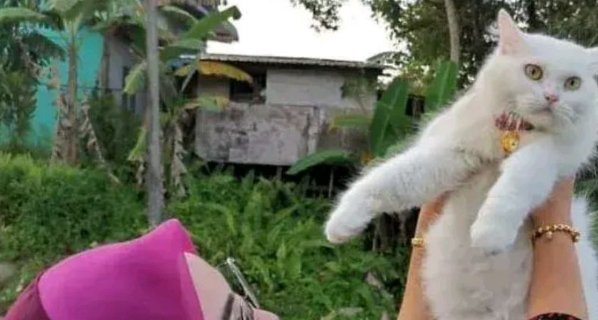 小猫因“丑陋”遭驱赶，一年后成功逆袭，小破烂变成小天使