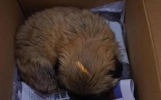 老奶奶闹市卖狗，20元一只也无人问津，问起原因让人心酸