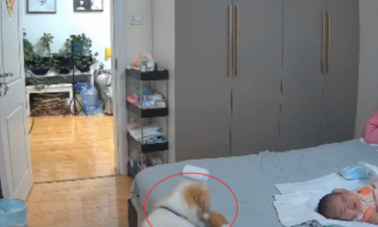 宝宝半夜哭了，狗狗第一时间叼着玩具过去哄它，也太通人性了吧！