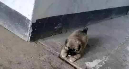 女孩救助流浪田园犬，为了报恩，狗狗每天晚上都会护送她回家！