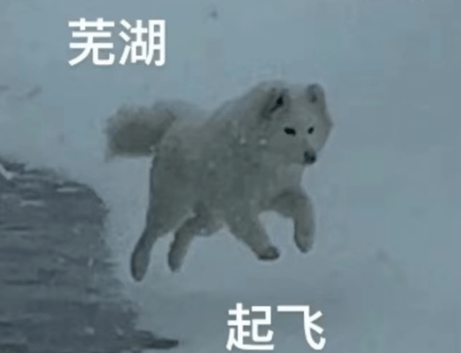 东北突然降温，狗子实力演绎什么叫冻成狗