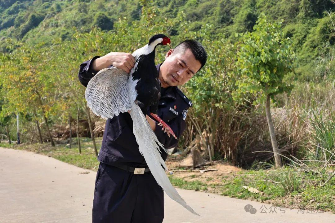 国家二级保护动物！福州一小区惊现“白凤凰”！