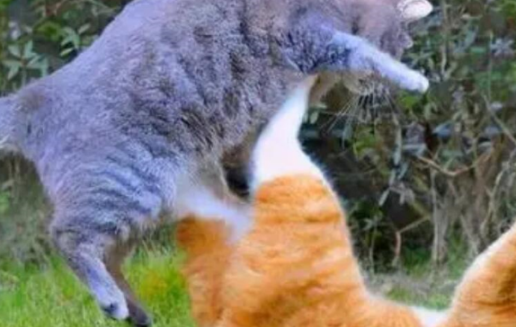 “翻脸不认猫”？交配后，母猫为何会转头攻击公猫？ 