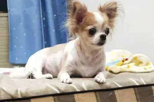 换灯泡不小心踩坏宠物专用梯，狗子崩溃：吉度难过！