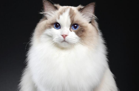 高价买了只布偶猫，悉心照顾两年多，结果换来无情的伤害！