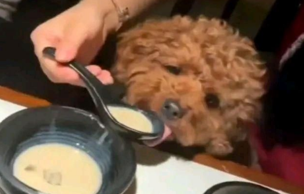 江苏无锡：女孩带着一只宠物狗，在当地一家饭店“用餐” 