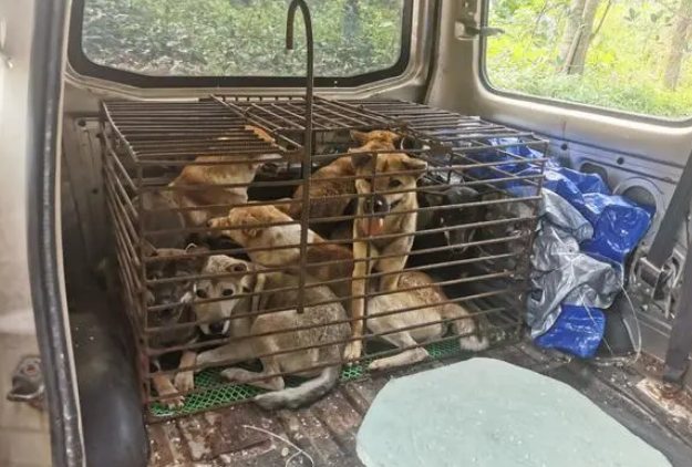 开套牌车冲卡、用辣椒水袭警 这两名“偷狗贼”被海南琼海警方抓获