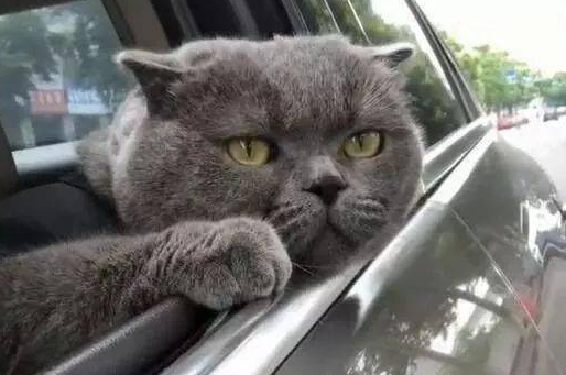 带蓝猫外出玩耍，这货全程望向窗外，网友：恐怕养的是只二哈 