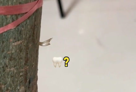 狗狗在咬绿植磨牙，结果牙齿掉了还卡在了树根上，也太尴尬了吧！