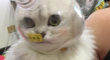 猫咪剪指甲总是不配合，于是罩住它的小脑袋后，猫：我被封印了吗