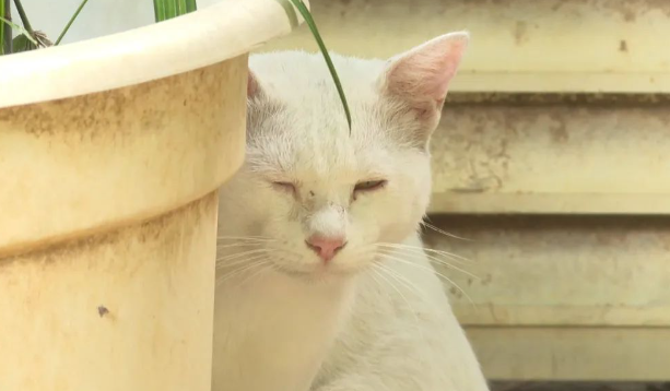 广场十多只流浪猫突然消失，市民怀疑遭遇不测