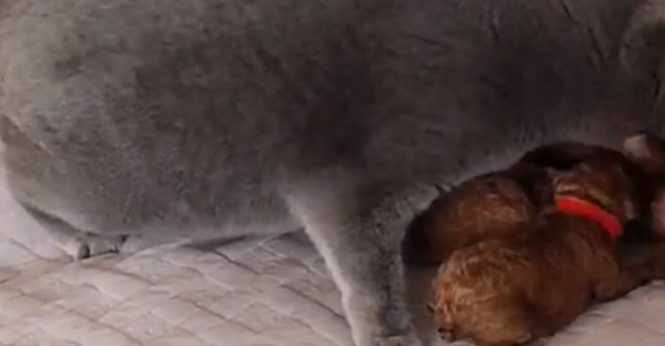 蓝猫母爱泛滥，把泰迪的狗崽据为己有，猫：都是我孩子……