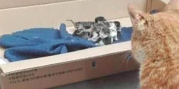 橘猫妈妈生下宝宝，猫爸爸来家里探望，当看清宝宝样子后无语了