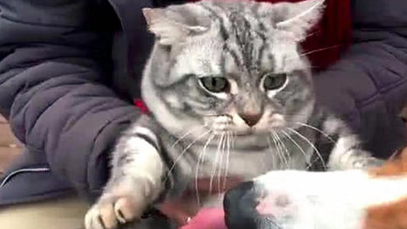 狸花猫到嘴的食物却被狗子截胡，一脸生无可恋的表情笑喷众人