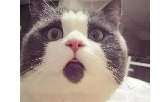 惊讶猫，靠着永恒的惊讶表情俘获了一众猫奴的芳心！