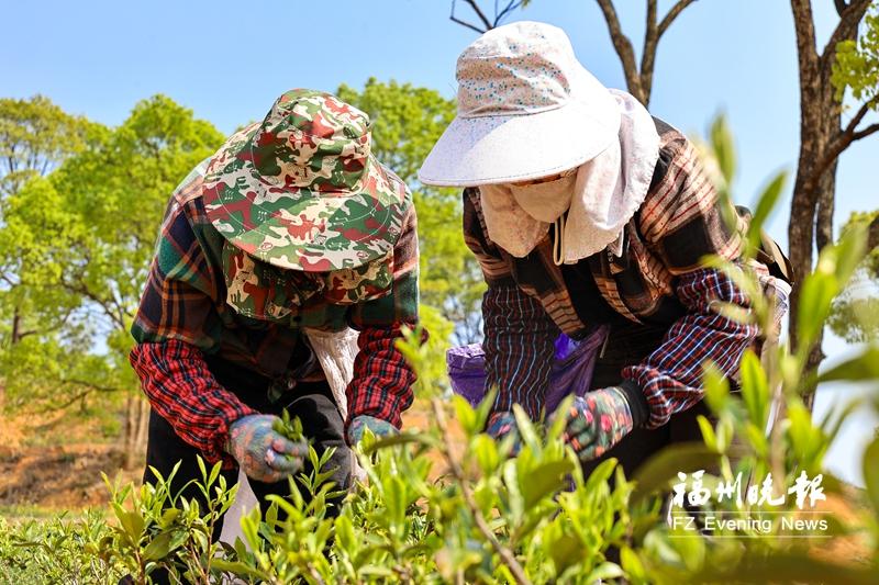 连江200多亩荒废茶园“重生” 迎来首个采摘季