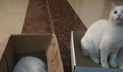 现实版真假孙悟空，捡了一只流浪猫，竟然和家里的猫长得一模一样