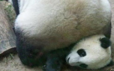 熊猫宝宝的圈子有这样一句话，叫做：你妈想要打你，你躲也没用！