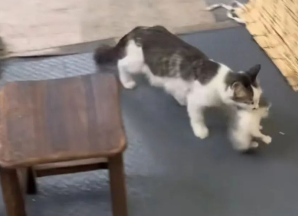 流浪猫被投喂两个月，竟叼来幼崽送店主